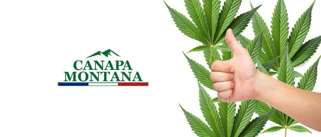 Meilleur Grossiste CBD