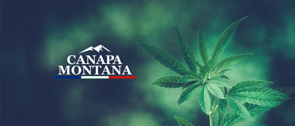 CBD et CBG : Différences, bienfaits et synergies des cannabinoïdes