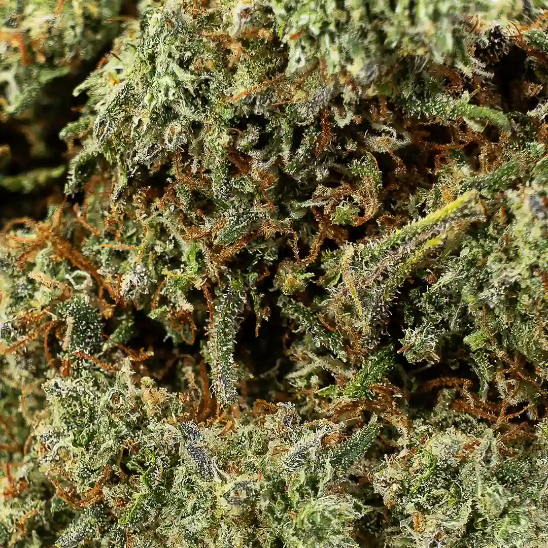 cannabis-light-cbd-limoncello-indoor Cannabis light cbd limoncello indoor