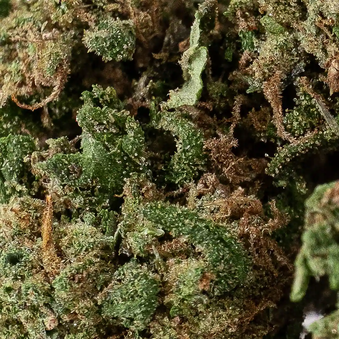 remedy-canapa-montana-cbd-legale-light Remedy de Canapa Montana fleur de CBD