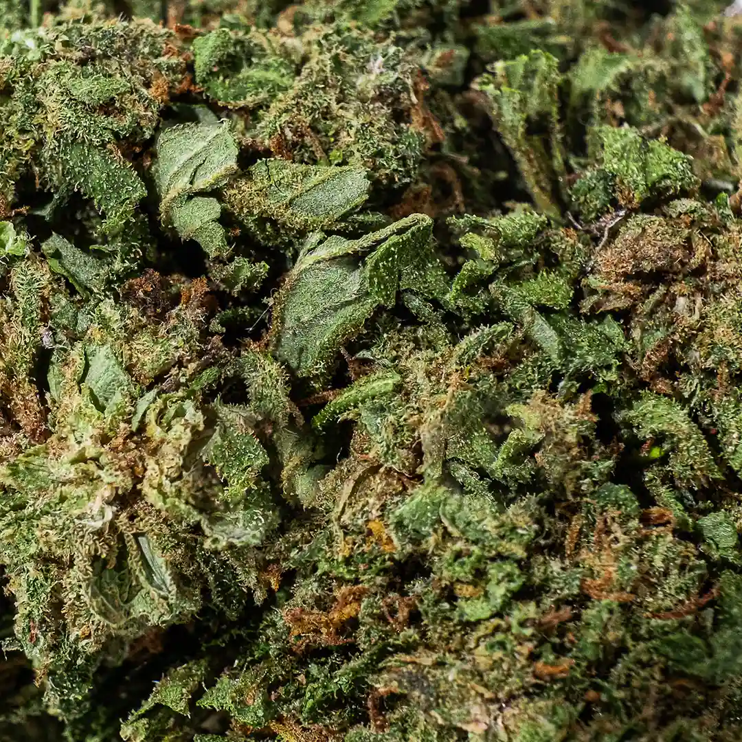 white-widow-cbd-legale White Widow Outdoor cannabis légale de Canapa Montana